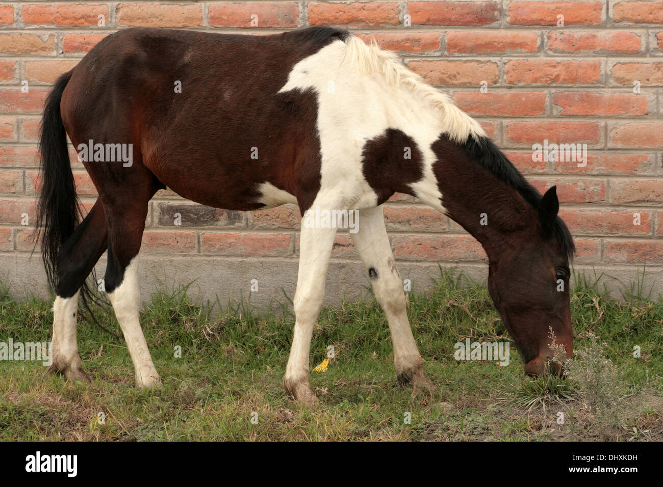 A brown and white horse in a farmers pasture in Cotacachi, Ecuador ...