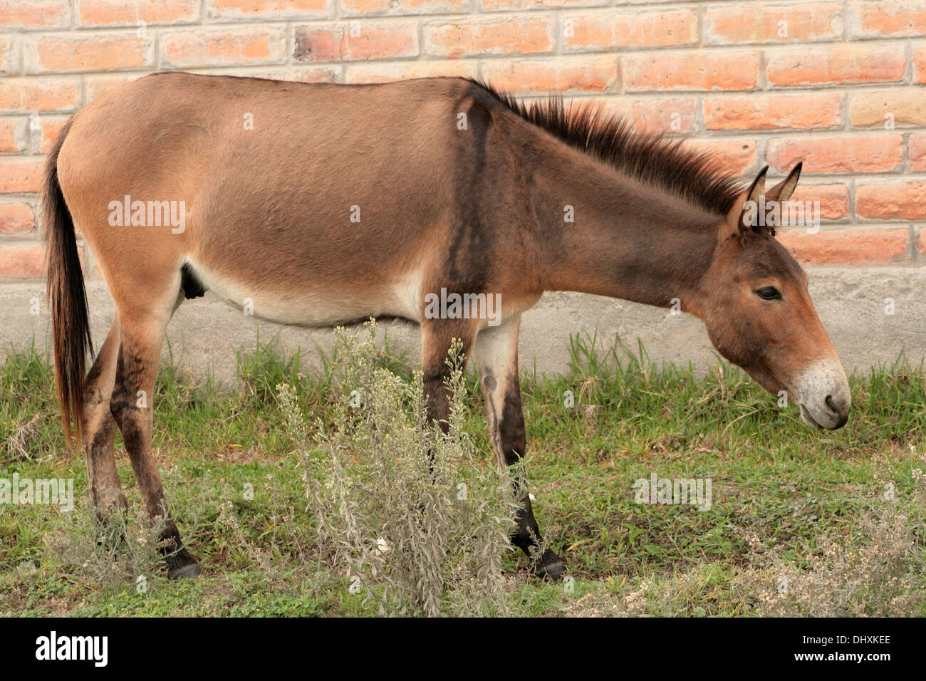 A brown mule in a farmers pasture in Cotacachi, Ecuador Stock Photo