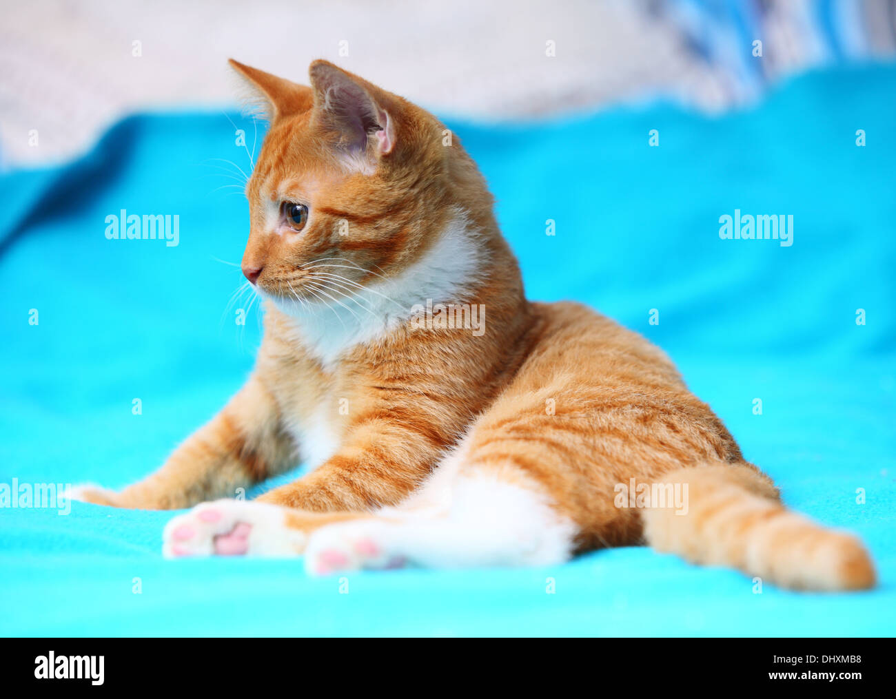 Animals at home. Red cute little baby cat pet kitten laying on bed turquoise blanket Stock Photo