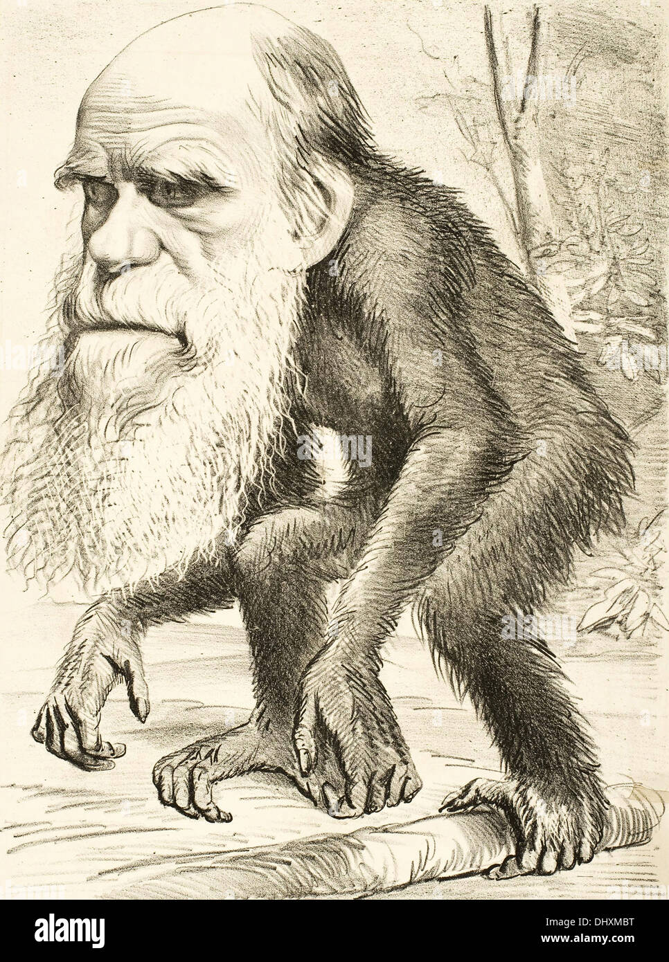 Cartoon of Charles Darwin  1871 Stock Photo