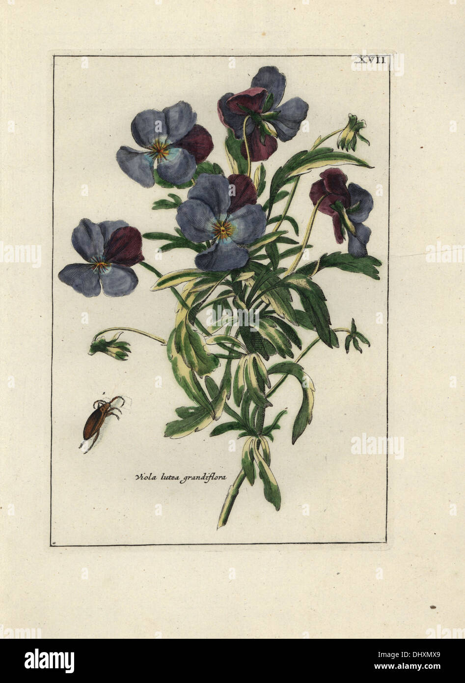 Violet, Viola lutea grandiflora, with beetle. Stock Photo