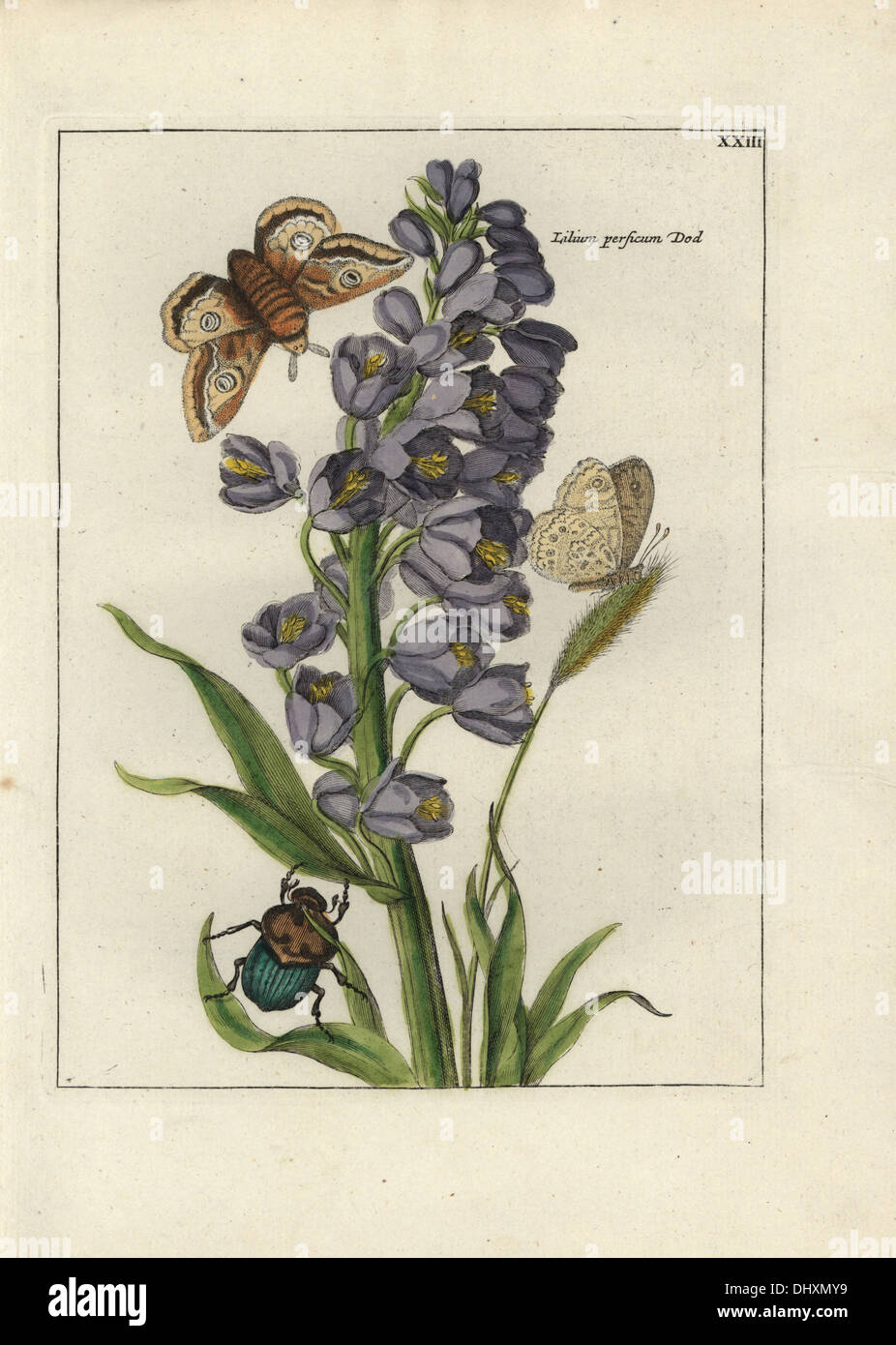 Persian bells, Fritillaria persica, with moth, butterfly and beetle. Stock Photo
