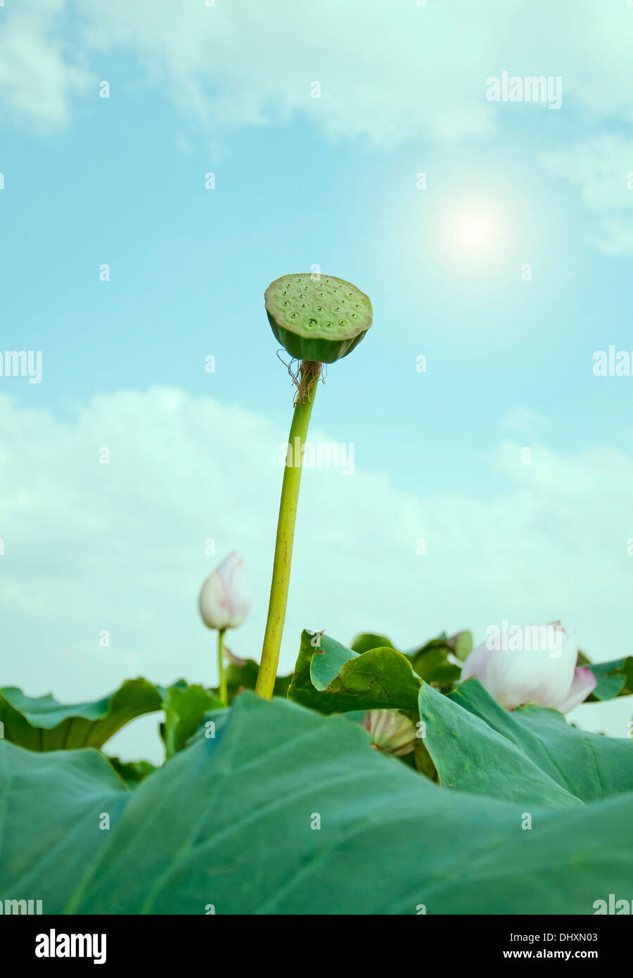lotus and seeds Stock Photo Alamy