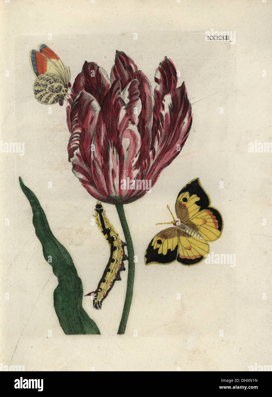 Tulip, Konige Lodewijk (King Ludwig), Tulipa gesneriana, with butterflies and caterpillar. Stock Photo