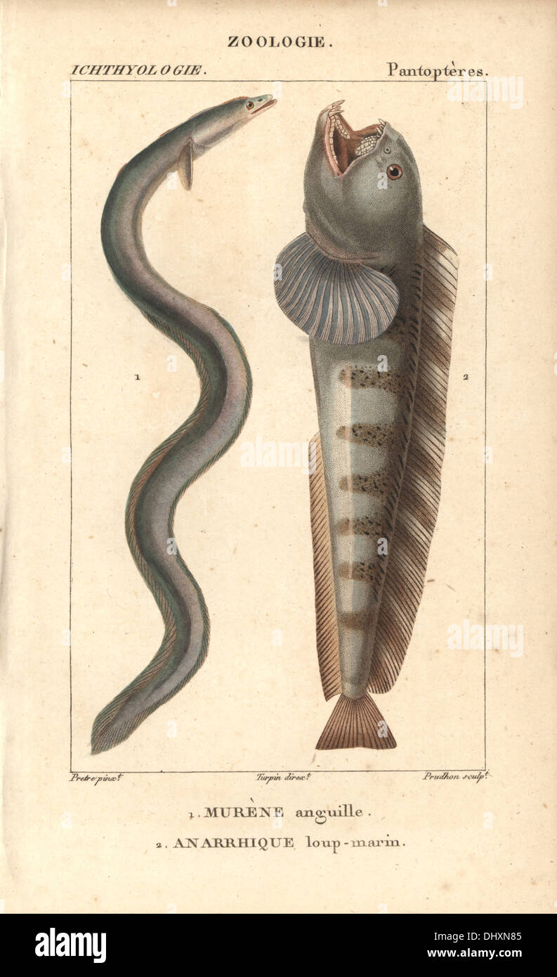 European eel, Anguilla anguilla, critically endangered, and Atlantic ...