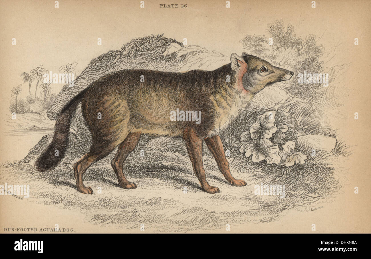 Darwin's fox, Lycalopex fulvipes. Critically endangered Stock Photo - Alamy