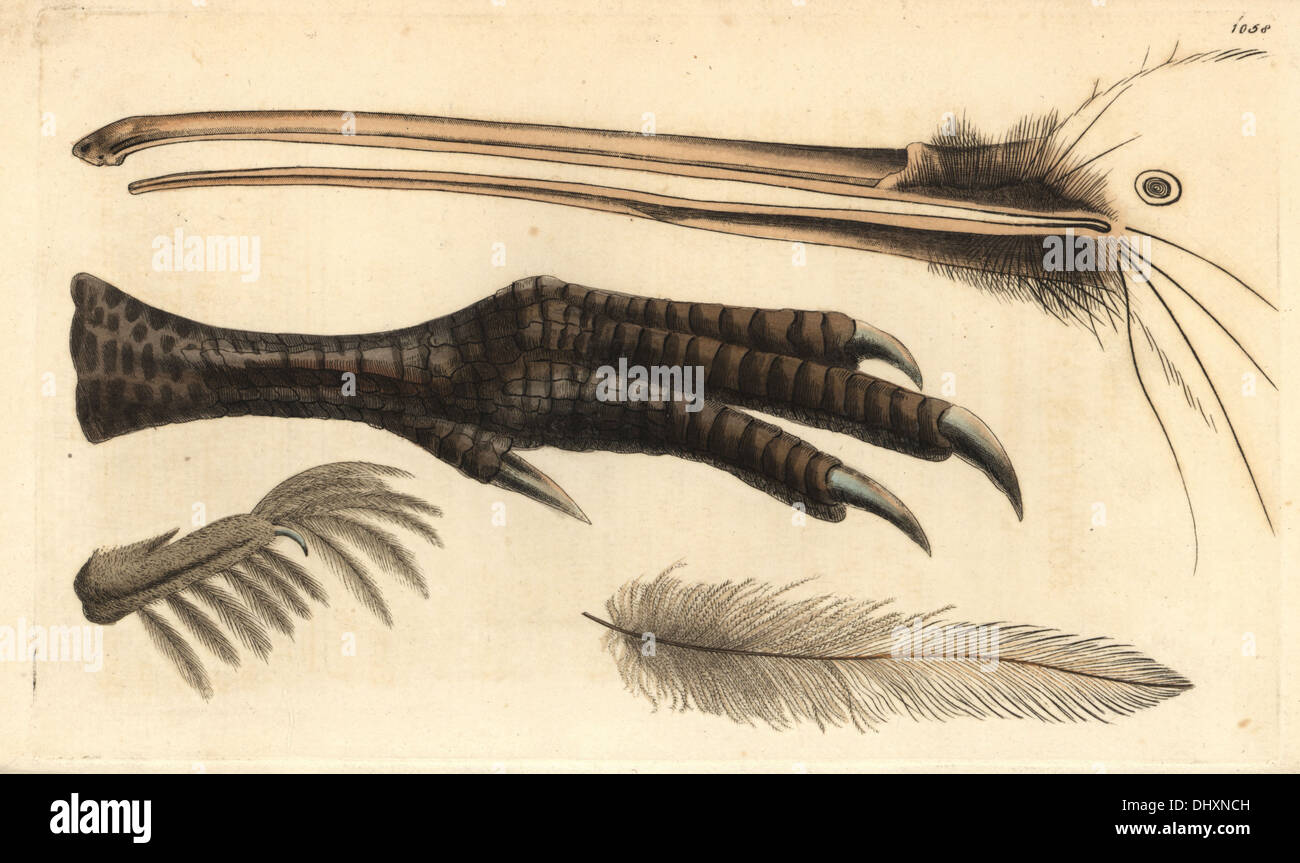 Beak, foot, feather and claw of the brown kiwi, Apteryx australis. Stock Photo