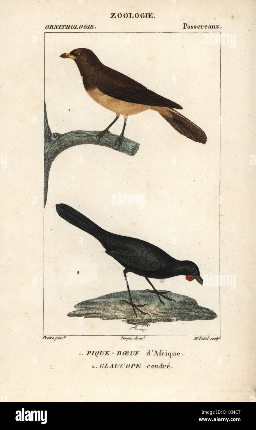 Yellow-billed oxpecker, Buphagus africanus, and orange-wattled kokako, Callaeas cinerea cinerea (extinct). Stock Photo