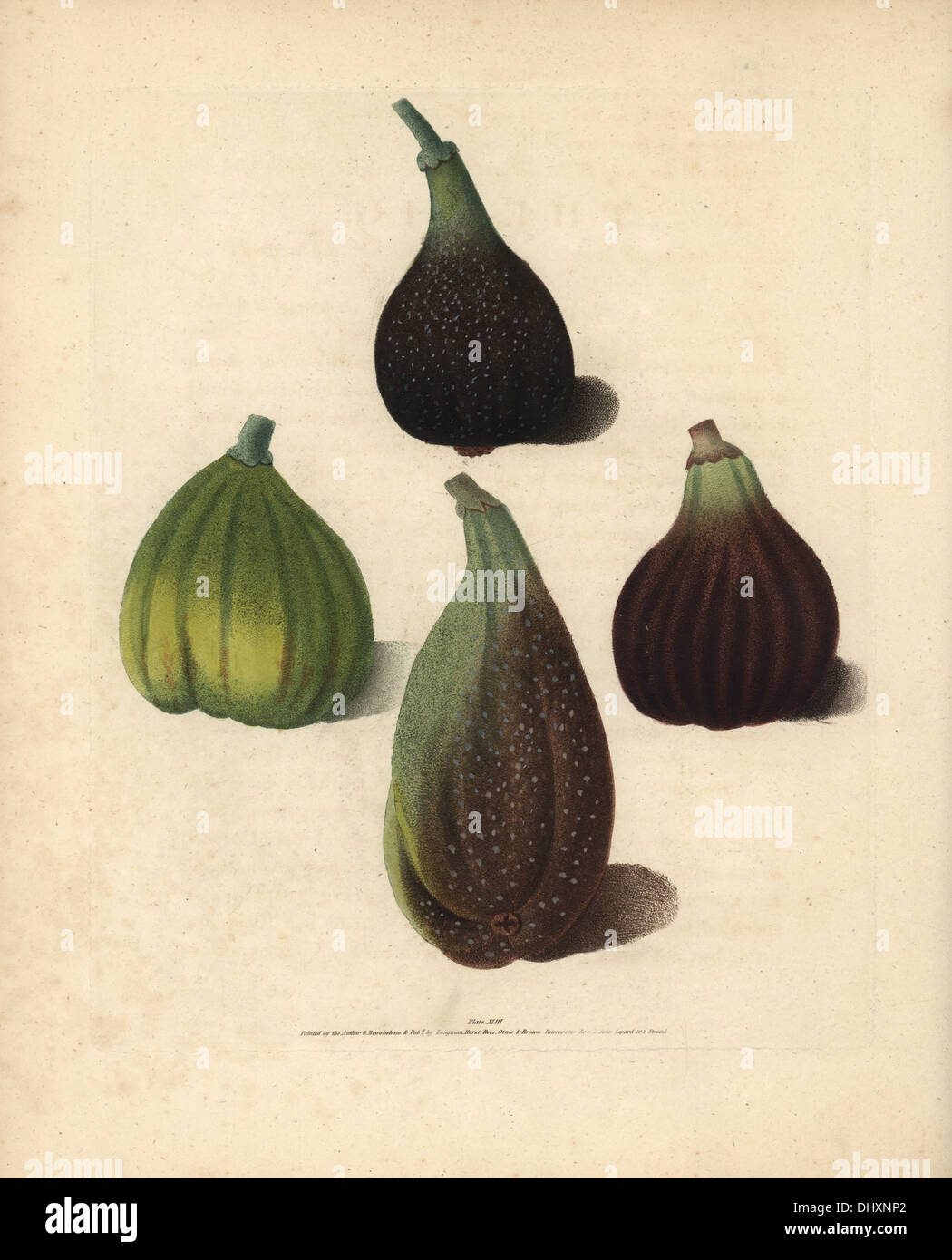 Fig varieties, Ficus carica: Brown Malta, White Marseilles, Purple Fig and Brown Naples or Italian Fig. Stock Photo