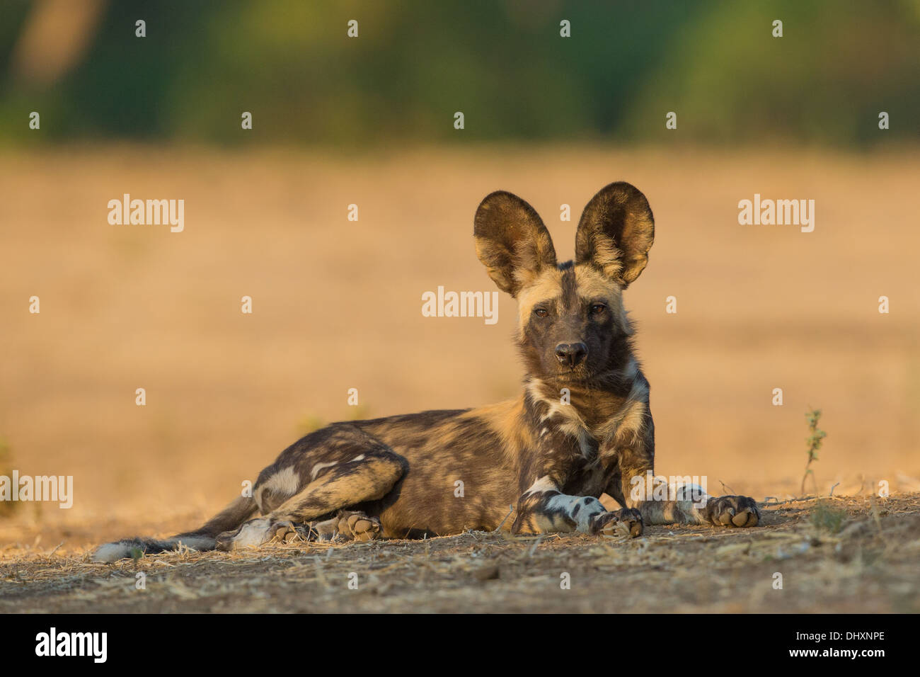Side view of a Wild Dog pup (lycaon pictus) looking at the camera Stock Photo