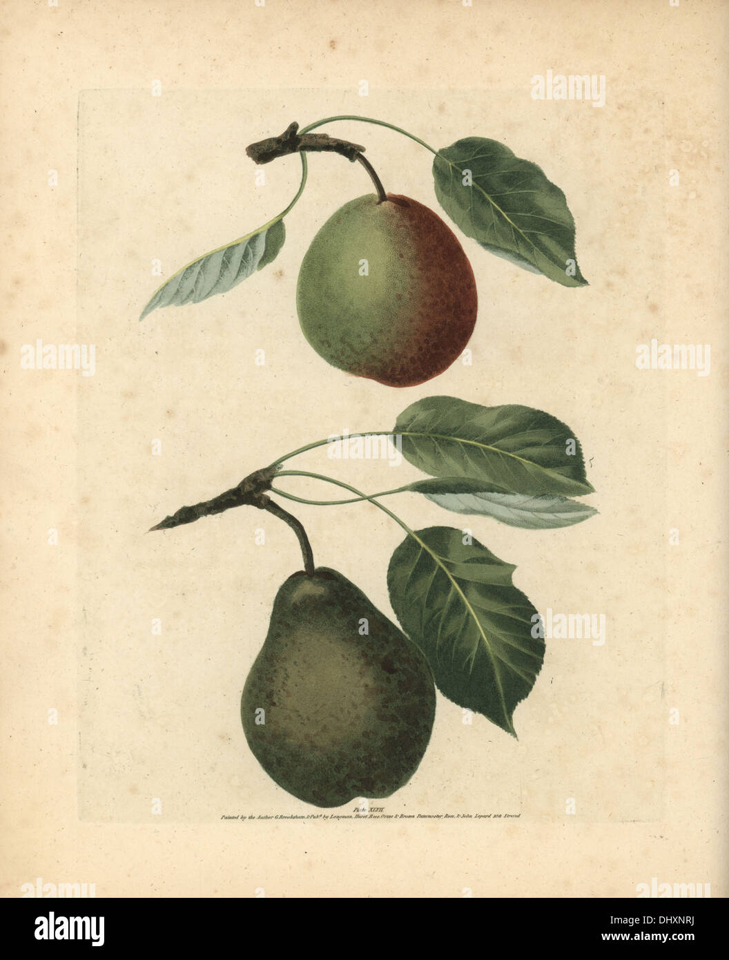 Pear varieties, Pyrus communis: Winter Swan's Egg and Easter Bergamot. Stock Photo