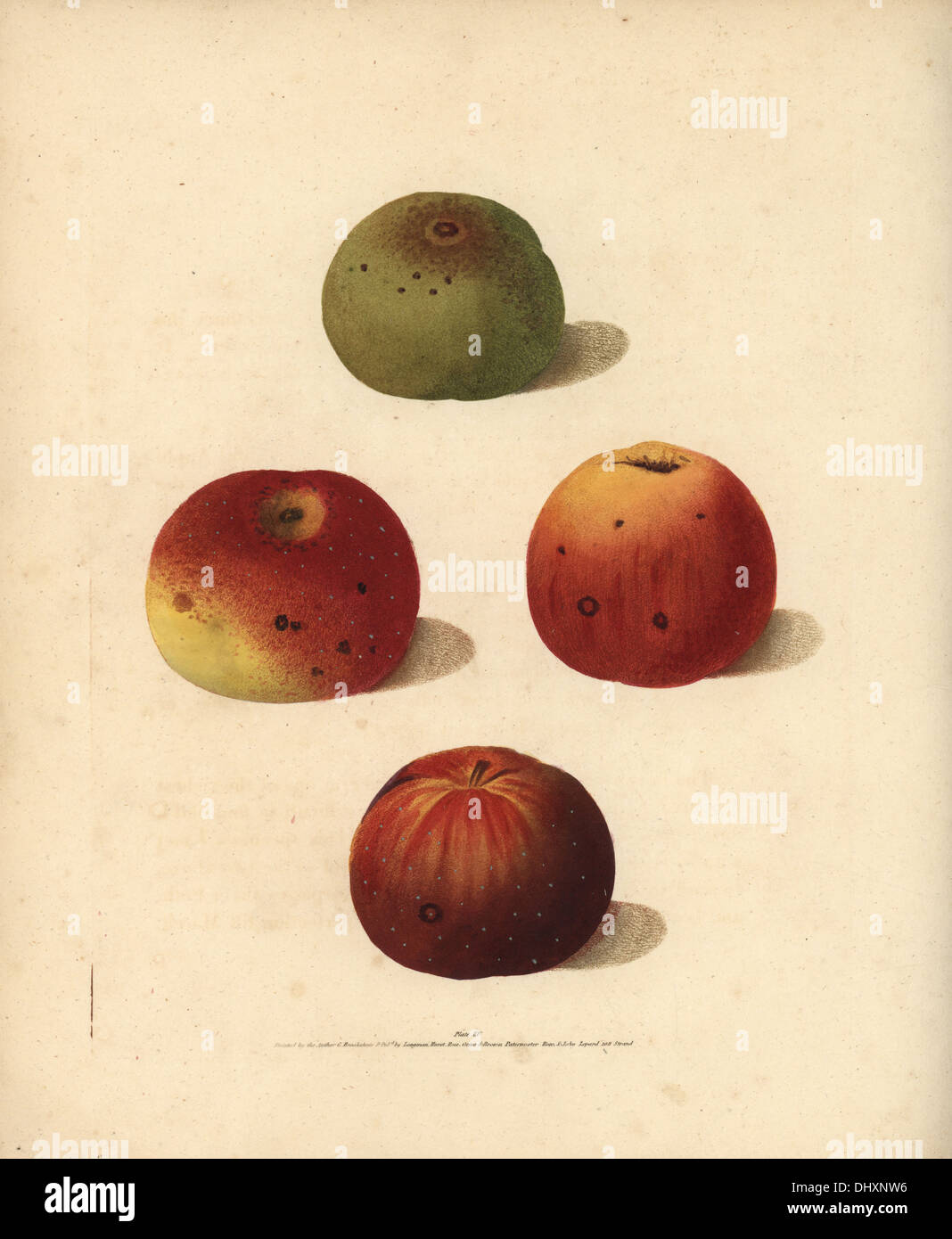Apple varieties, Malus domestica: Brown's Pippin, Fenn's Pippin, True Aromatic Pippin and Spitzburgh Pippin. Stock Photo