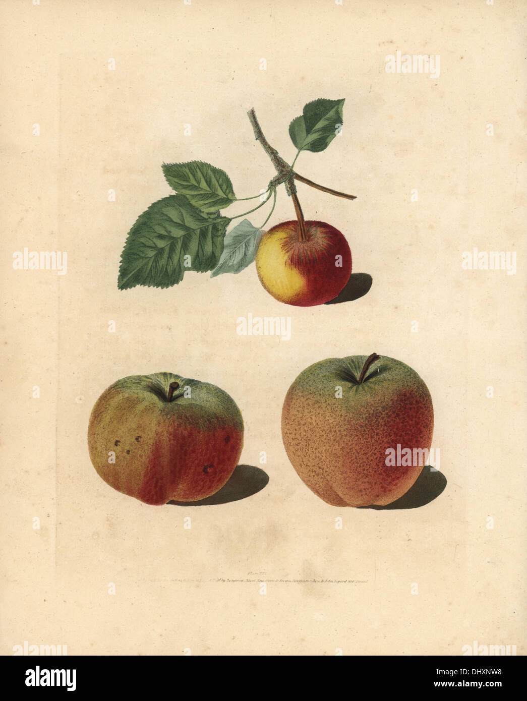 Apple varieties, Malus domestica: Pomme d'Api, Padly's Pippin and Bigg's Nonsuch. Stock Photo