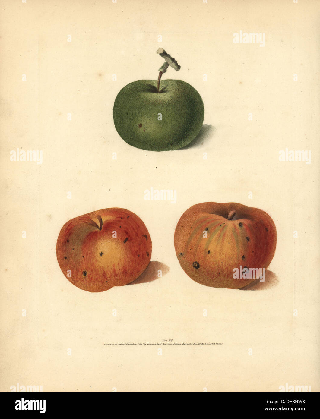 Apple varieties, Malus domestica: Rhenet Gray, Margill and Ripstone Pippin. Stock Photo