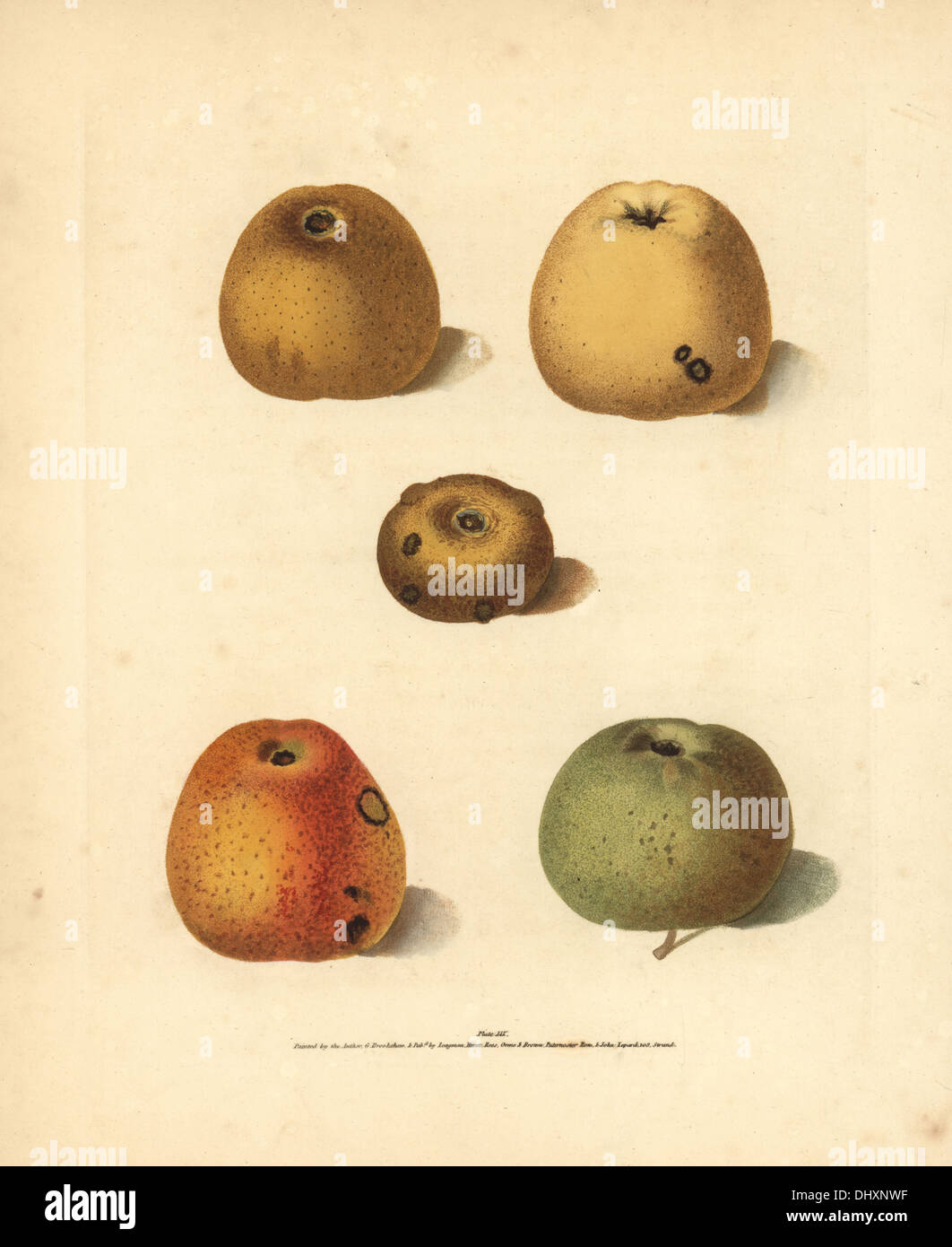 Apple varieties, Malus domestica: Pippins and Golden Knob. Stock Photo