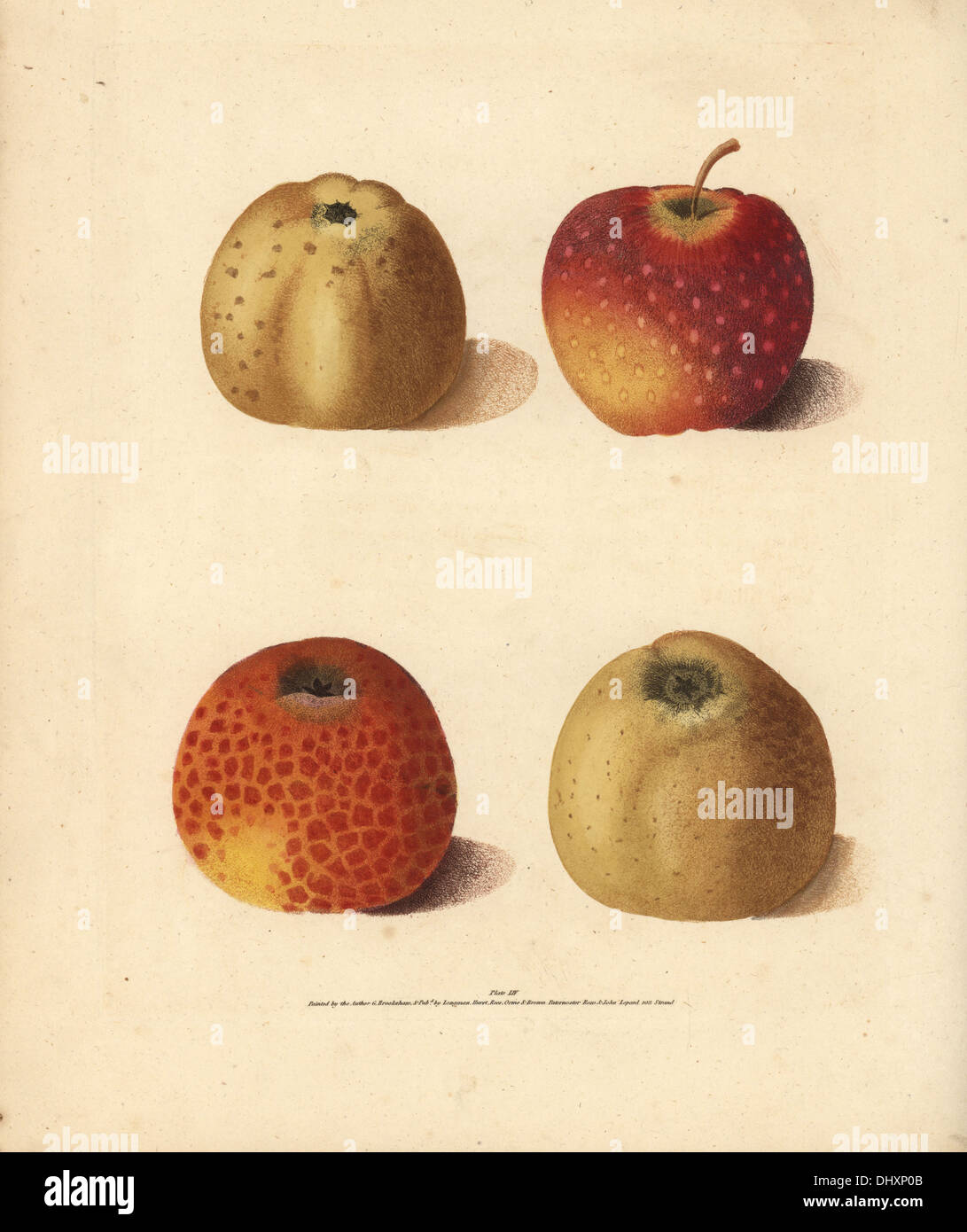 Apple varieties, Malus domestica: Courpendu Rouge, Courpendu Blanche, Embroidered Pippin and Lemon Pippin. Stock Photo