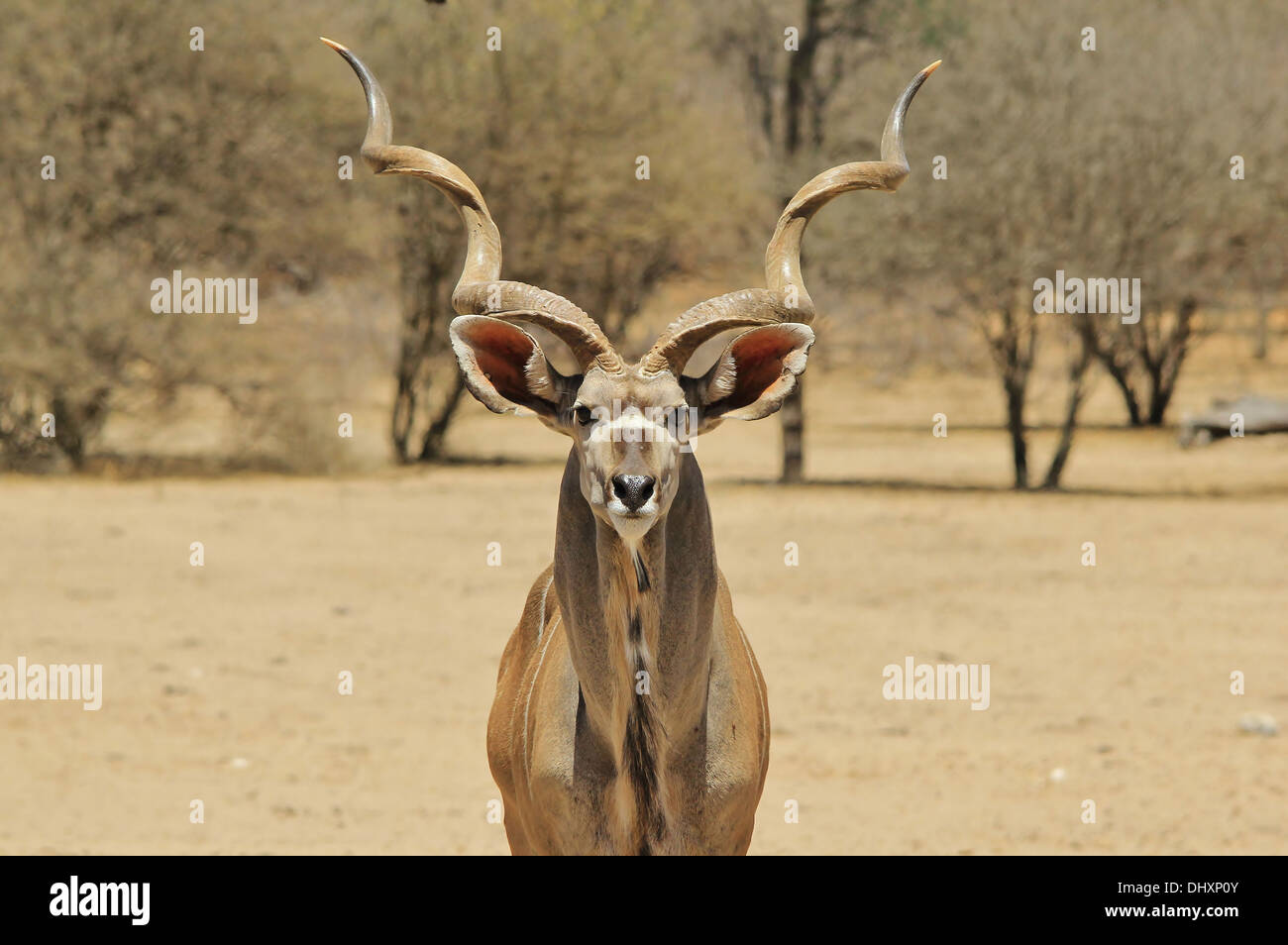 Kudu Bull - Wildlife Background from Africa - Spiral Horns of Pride and Beauty Stock Photo