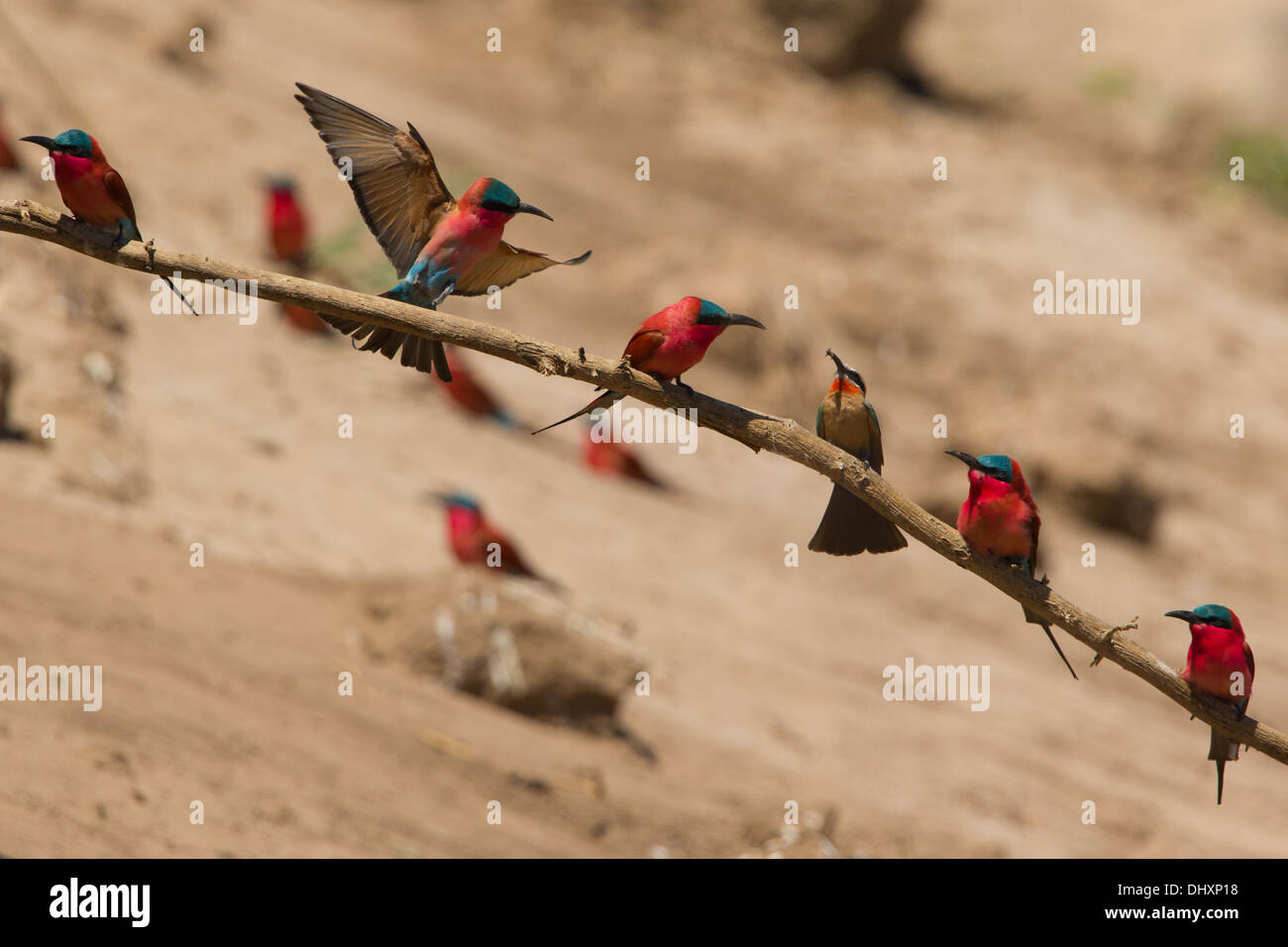 Southern Carmine Bee-eaters (Merops nubicoides) and a White-fronted Bee-eater (Merops bullockoides) perched on a branch Stock Photo