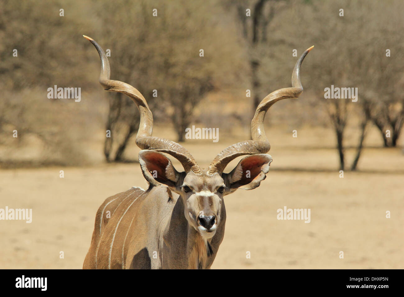 Kudu Bull - Wildlife Background from Africa - Spiral Horns of Pride and Beauty Stock Photo