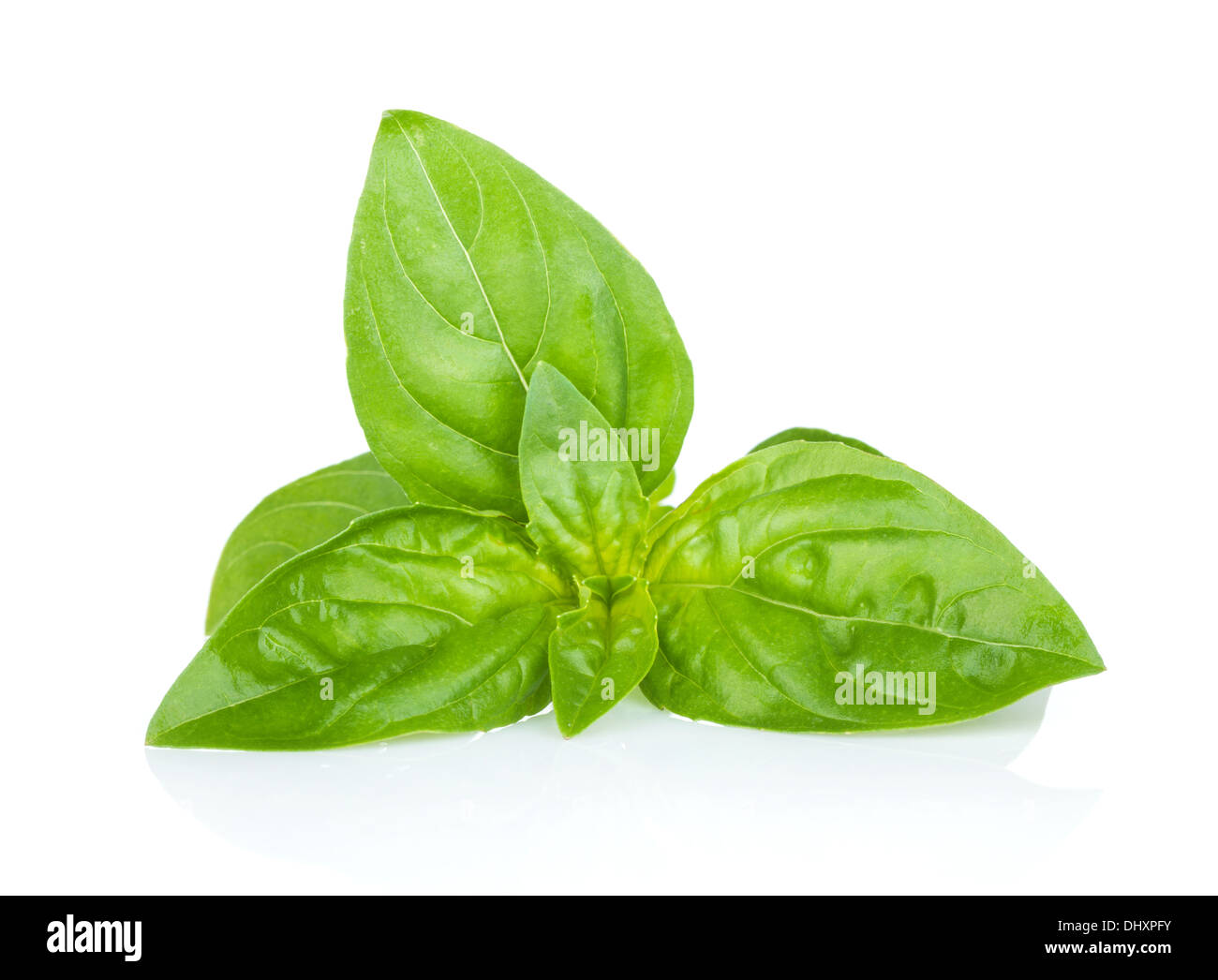 Fresh basil. Isolated on white background Stock Photo - Alamy