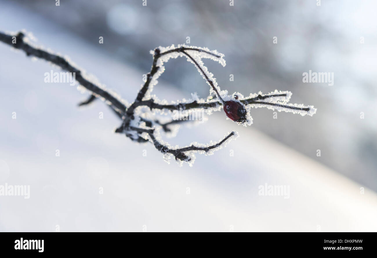 Frosty branch with a cherry Stock Photo
