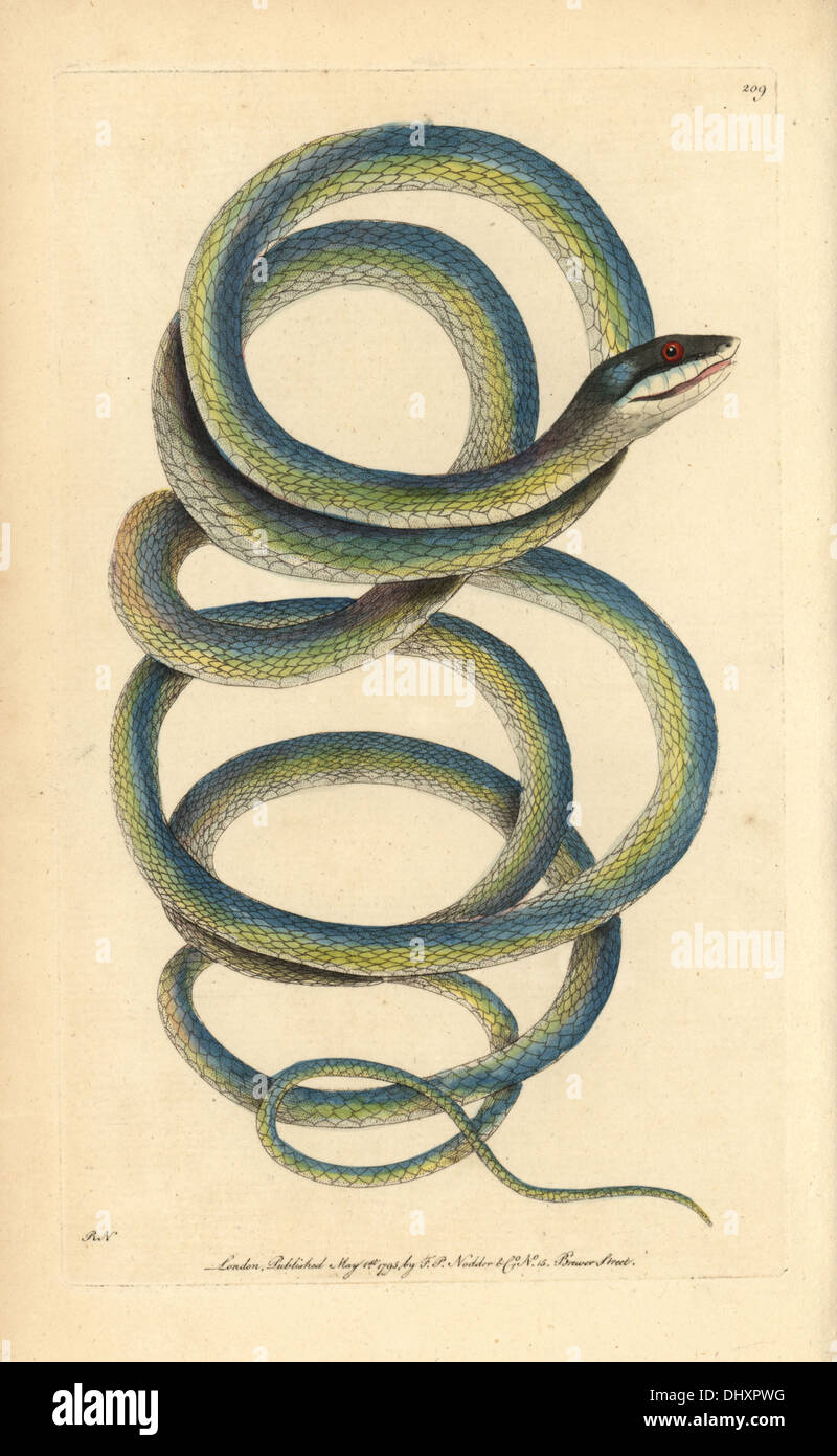 Lora or parrot snake, Leptophis ahaetulla. Stock Photo