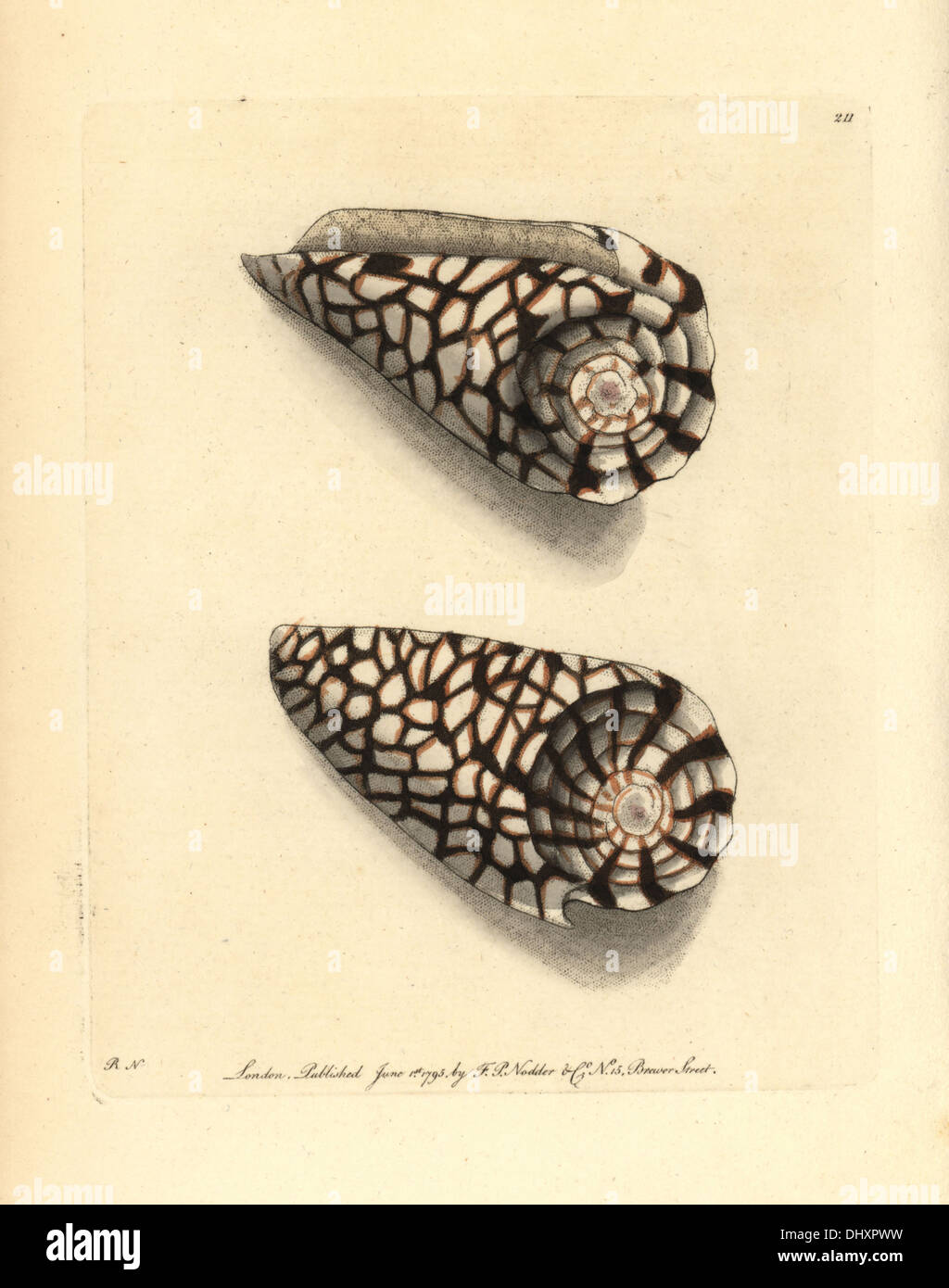 Marble cone, Conus marmoreus Stock Photo Alamy