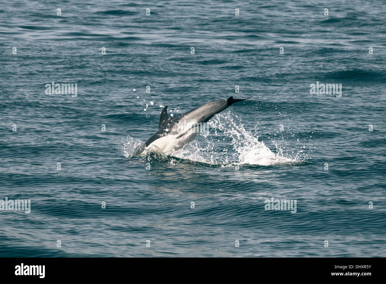 Group of dolphins, swimming in the ocean and hunting for fish. The jumping  dolphins comes up from water. The Long-beaked common dolphin (scientific n  Stock Photo - Alamy