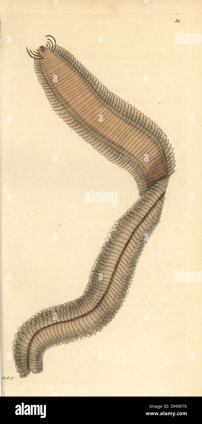 Phyllodoce lamelligera. Stock Photo