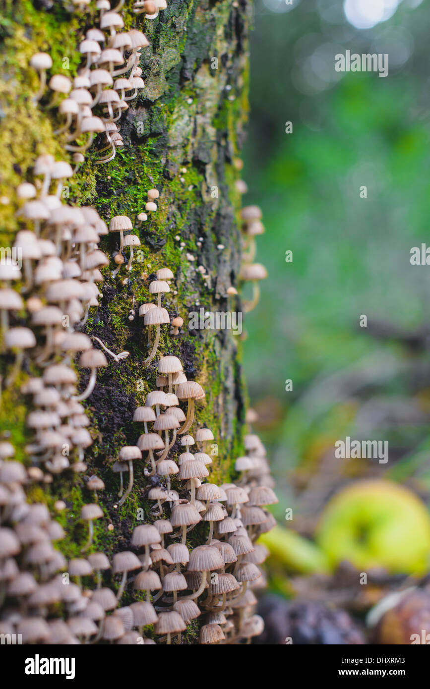 Tiny Mushrooms growing on the bark of a tree trunk Stock Photo Alamy