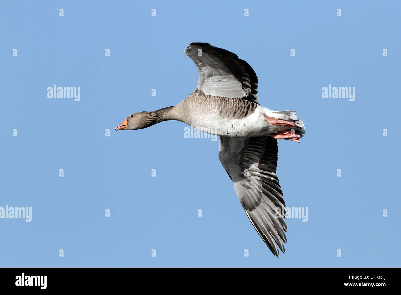 A Greylag Goose (Anser anser) in flight against a clear blue sky. Stock Photo