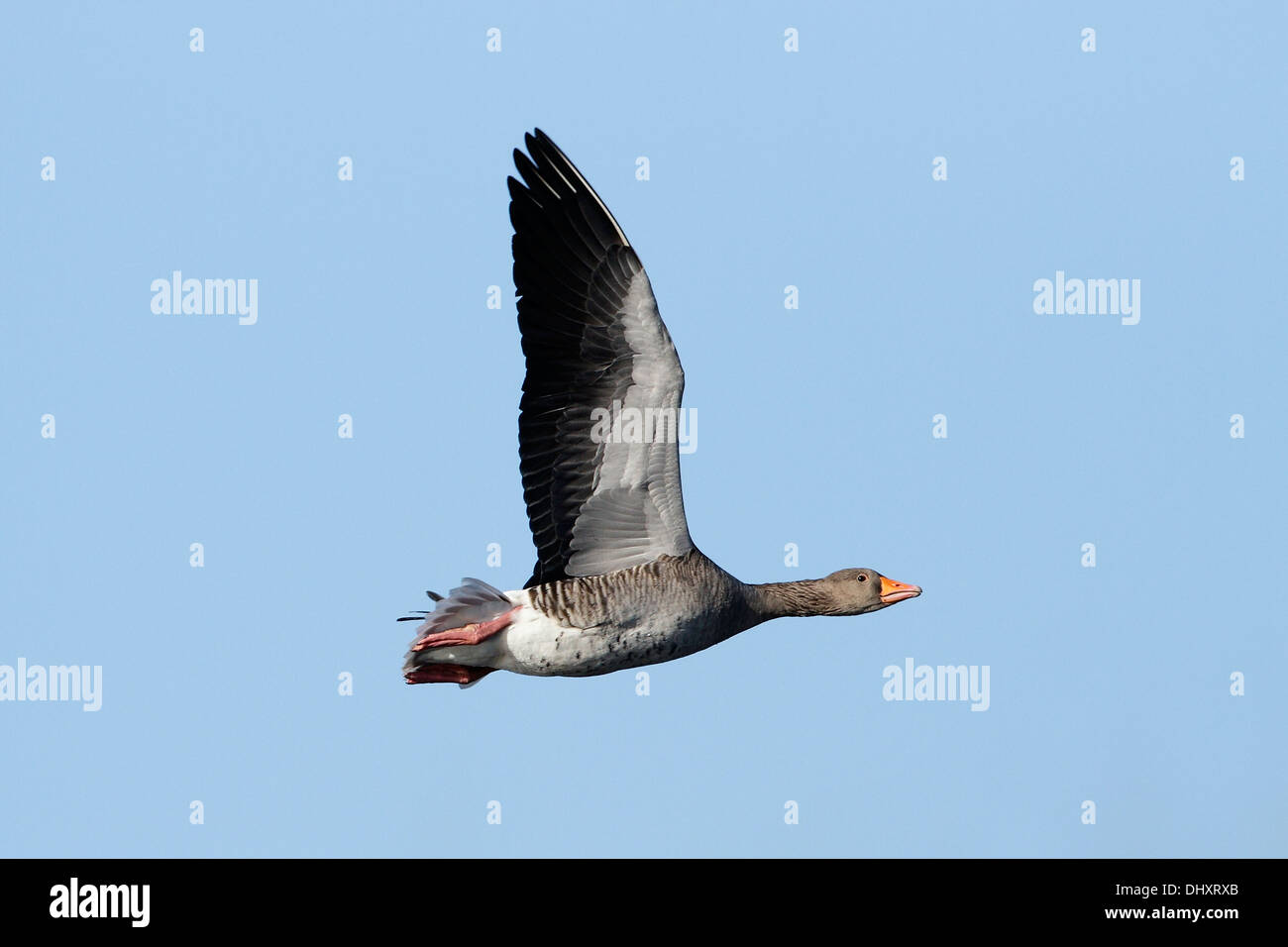 A Greylag Goose (Anser anser) in flight against a clear blue sky. Stock Photo