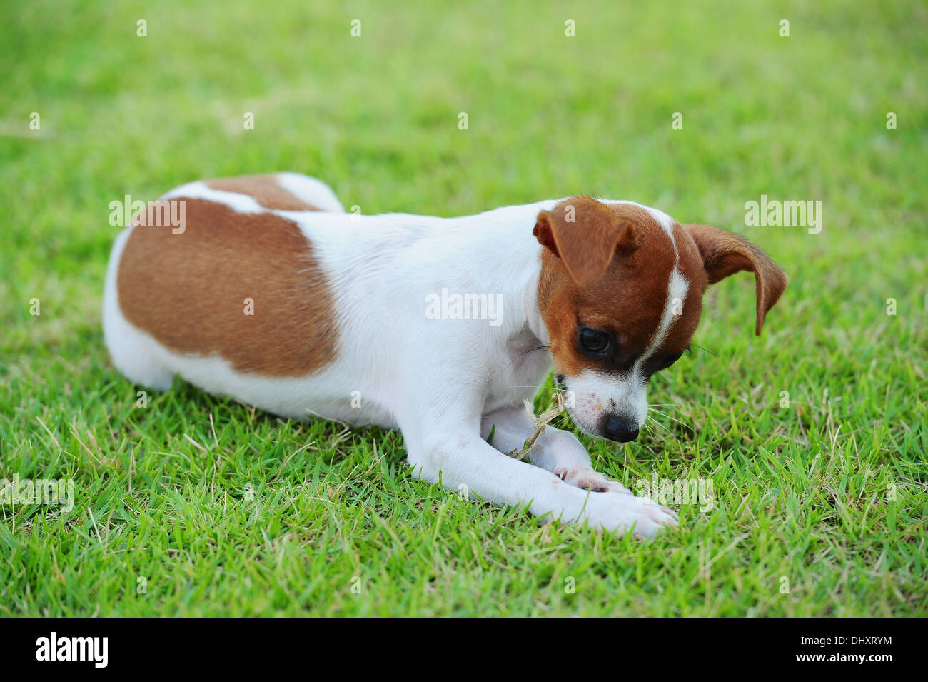 Dog Eating Grass Stock Photo