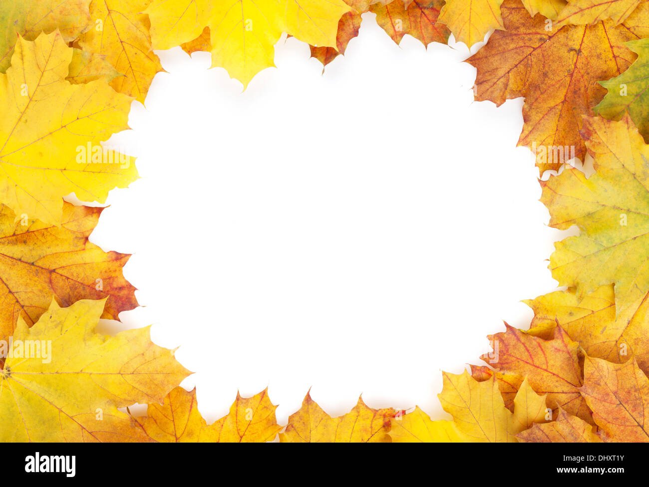 Colorful autumn maple leaves frame. Isolated on white background Stock ...