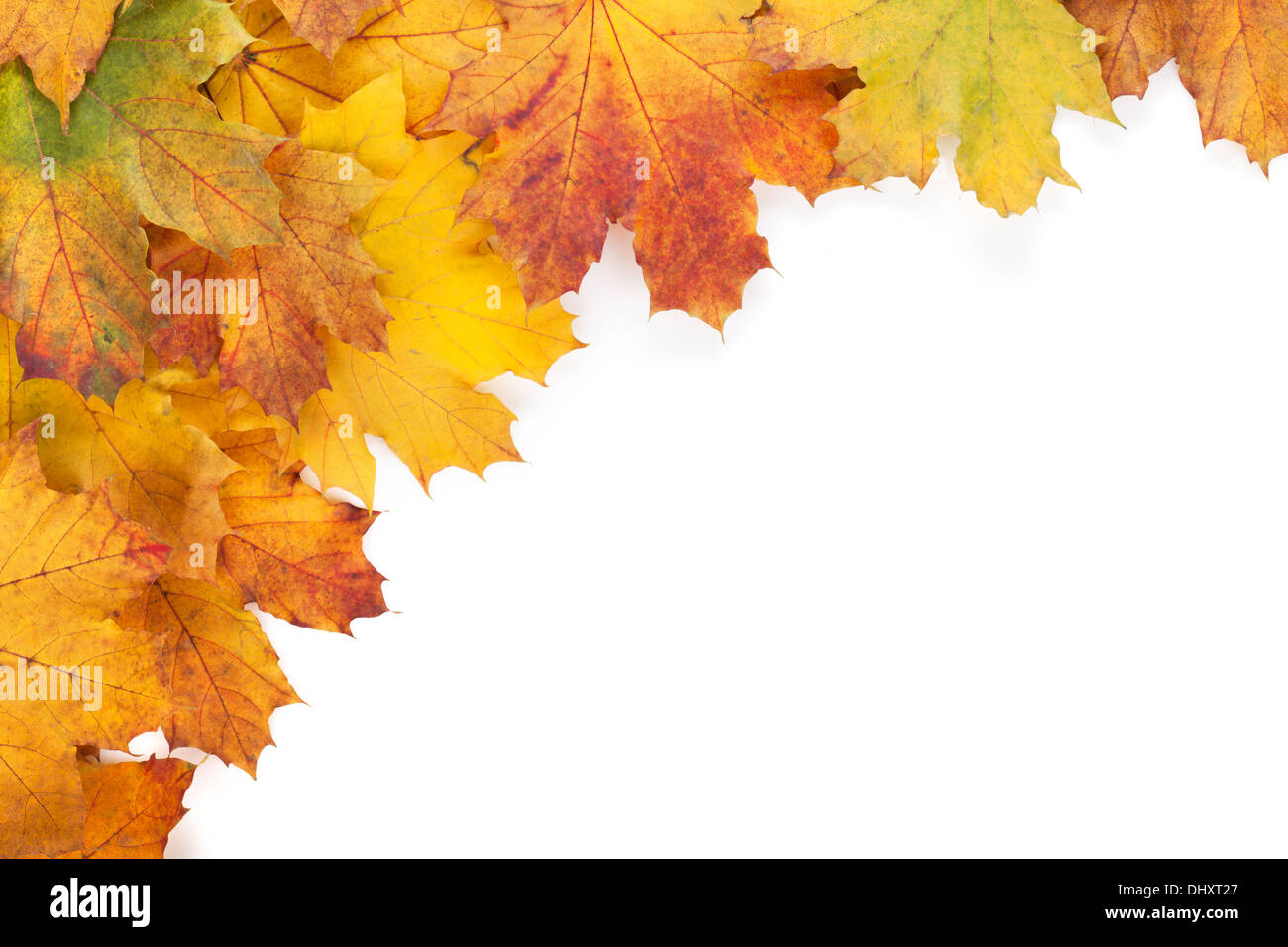 Colorful autumn maple leaves frame. Isolated on white background Stock ...