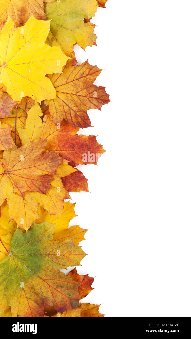 Colorful autumn maple leaves frame. Isolated on white background Stock ...