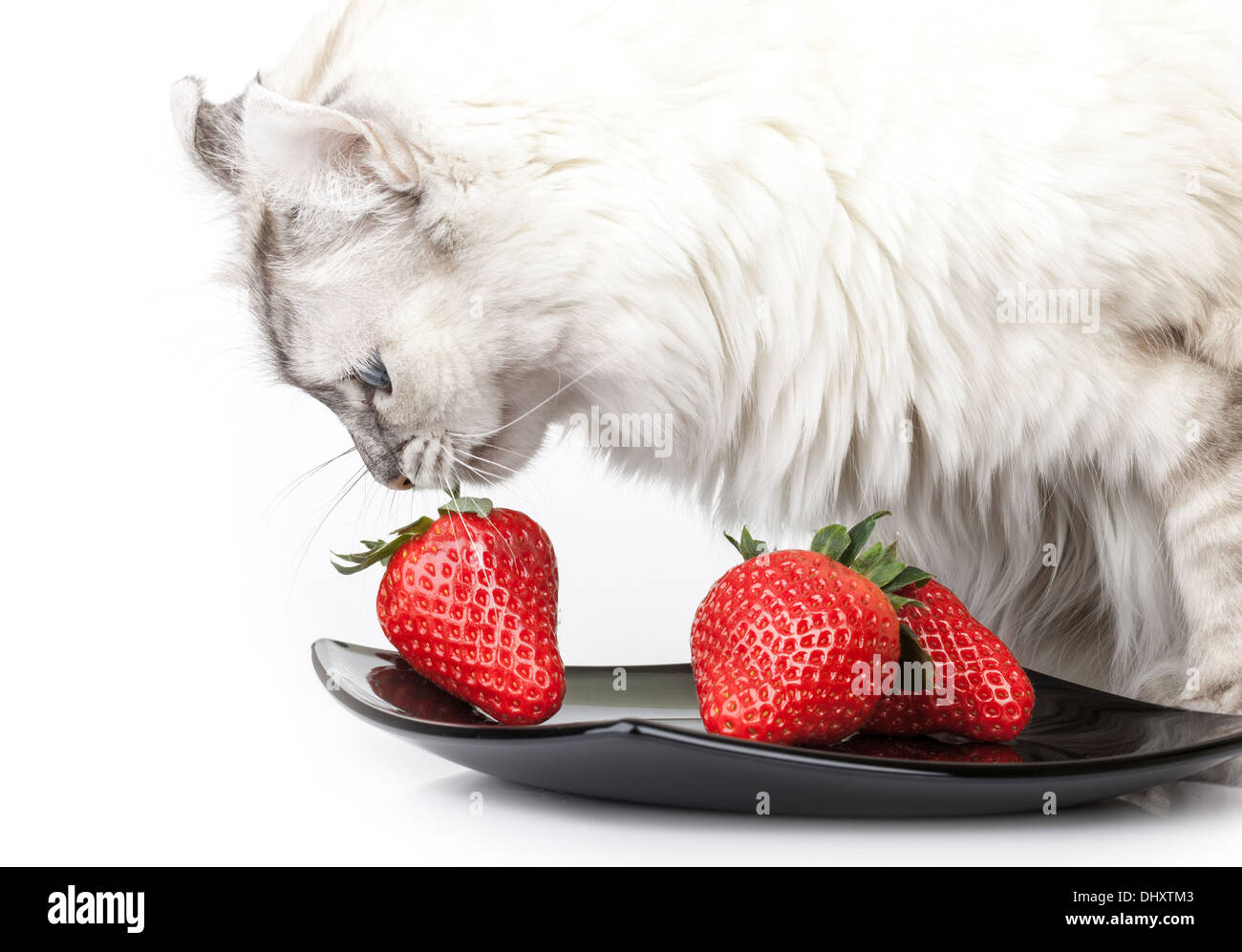 White cat carefully eats fresh strawberry from black plate Stock Photo