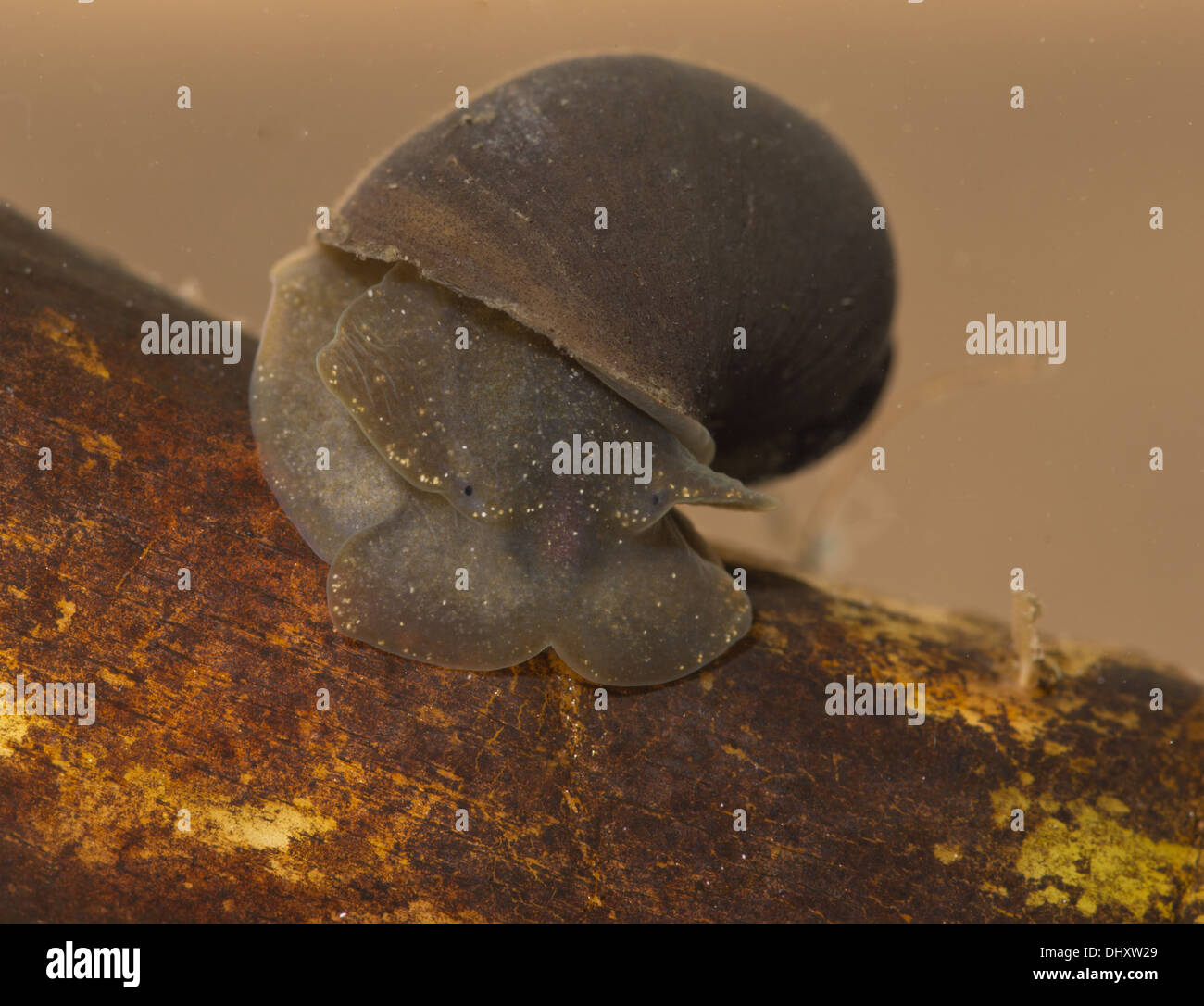 wandering pond snail underwater in aquarium Stock Photo