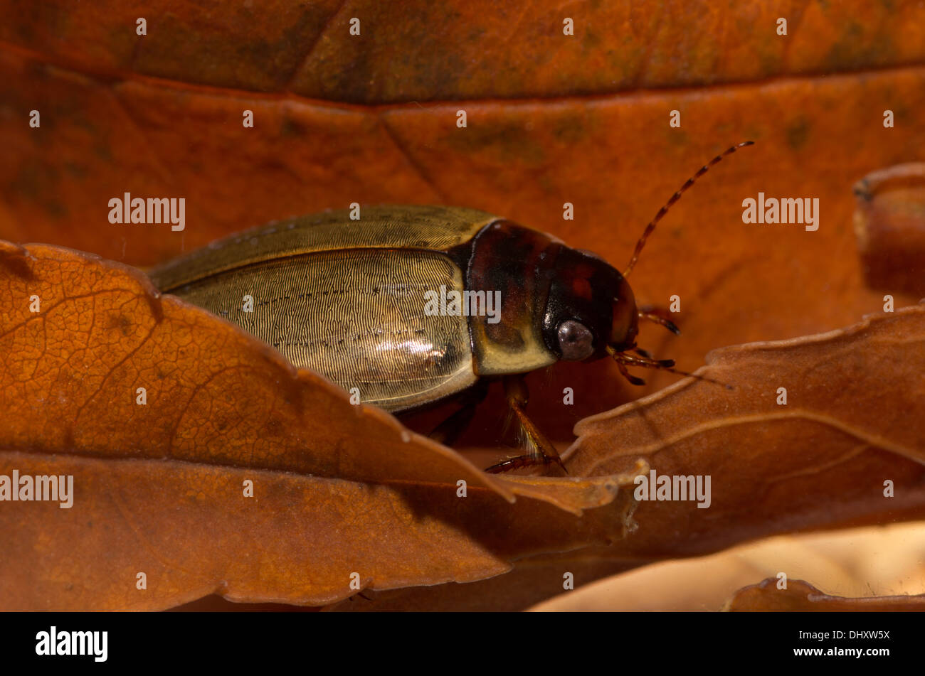 colymbetes diving beetle underwater, taken in a photographic aquarium and returned unharmed