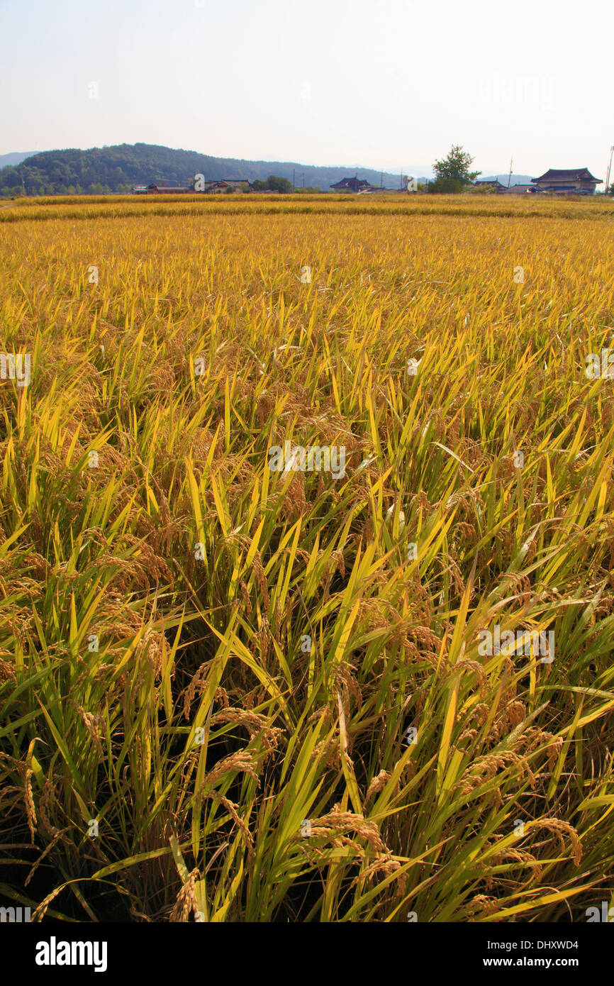 South Korea, Gyeongju, rice field, agriculture, Stock Photo