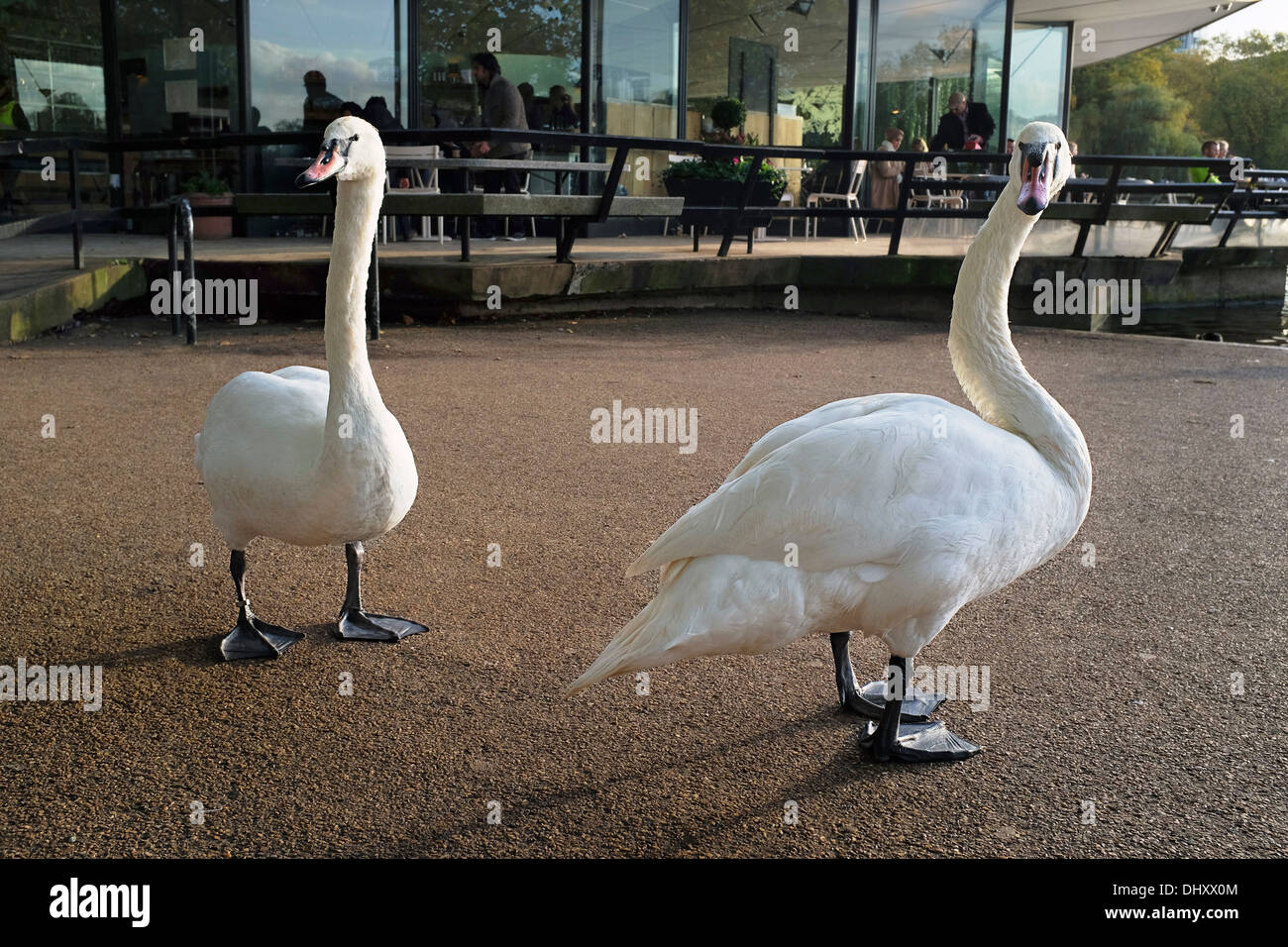 Two Mute Swans, Hyde Park, London, UK Stock Photo