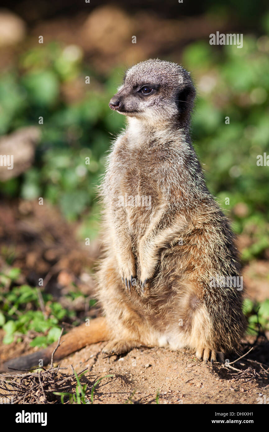 Standing meerkat on the floor Stock Photo