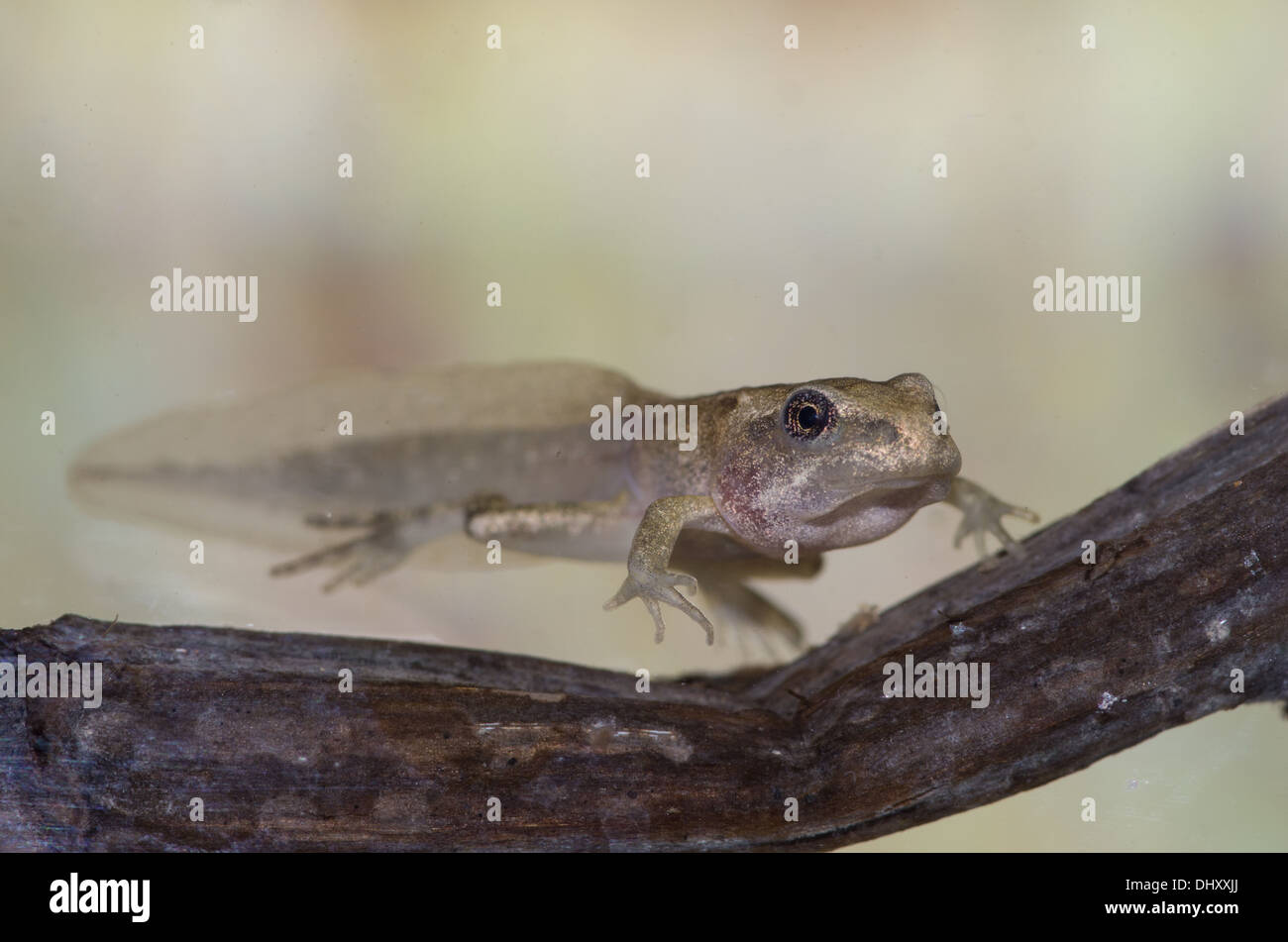 A 4 legged common frog tadpole underwater, taken in a photographic aquarium and returned unharmed Stock Photo