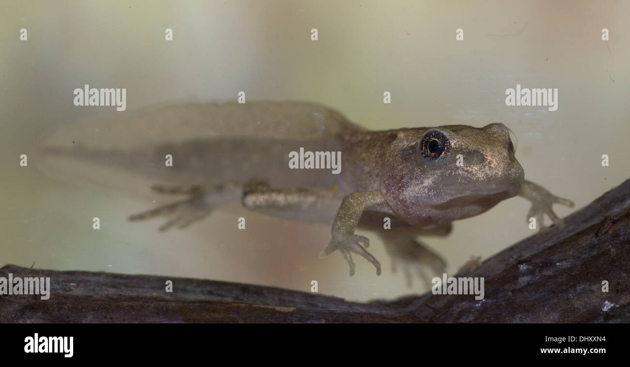 A 4 legged common frog tadpole underwater, taken in a photographic aquarium and returned unharmed Stock Photo