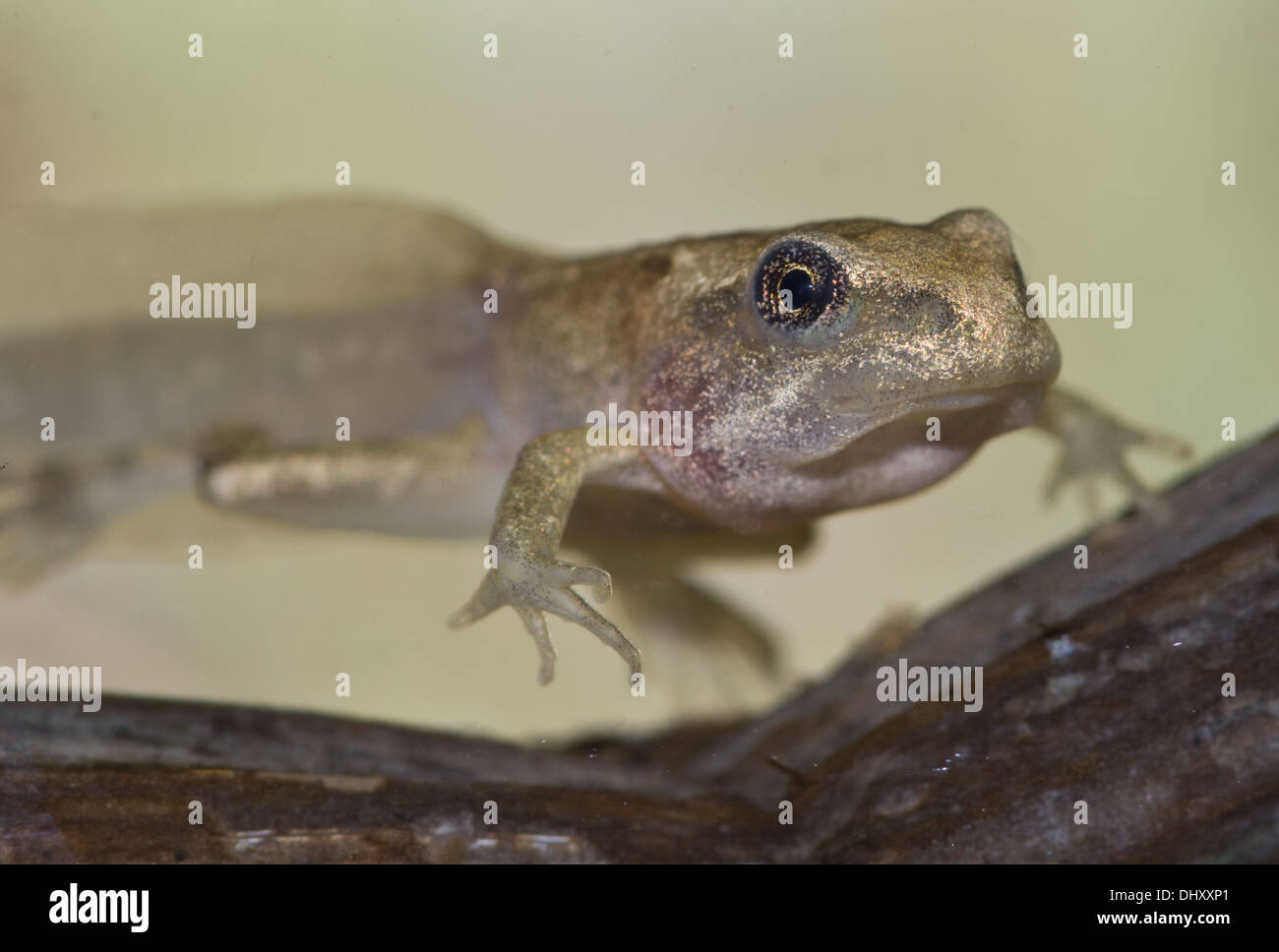 A 4 legged common frog tadpole underwater, taken in a photographic aquarium and returned unharmed Stock Photo