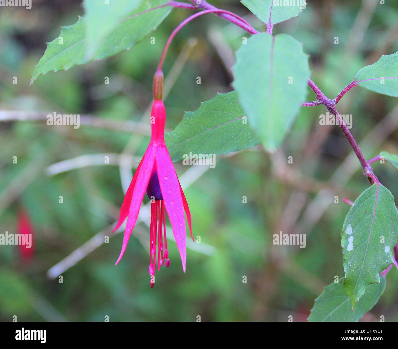 Pink Fuschia  Flower Stock Photo
