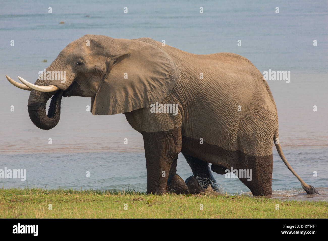 African Elephant bull (Loxodonta africana) climbing out of Zambezi river,drinking Stock Photo