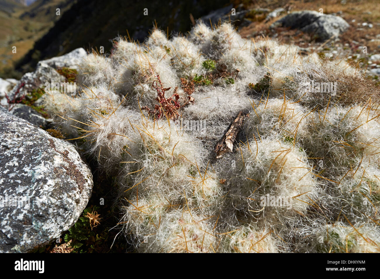 Hairy cactus (Tephrocactus floccosus) high up in the Peruvian Andes, South America. Stock Photo