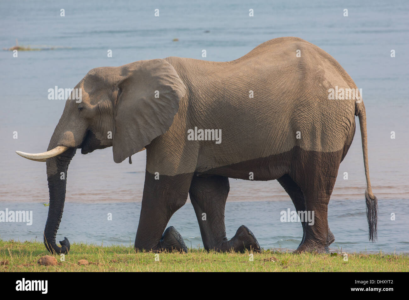 African Elephant bull (Loxodonta africana) kneeling on the banks of the Zambezi river Stock Photo