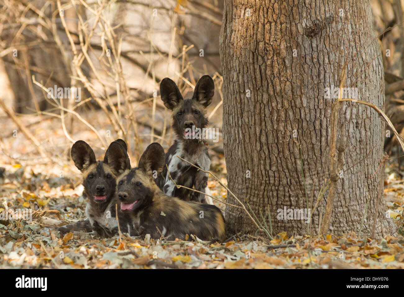 Three African Wild Dog puppies (Lycaon pictus) looking at the camera Stock Photo
